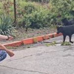 Як у Херсоні влада вирішує питання безпритульних тварин