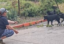 Як у Херсоні влада вирішує питання безпритульних тварин