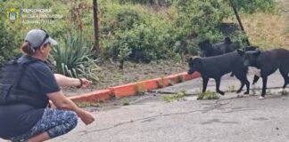 Як у Херсоні влада вирішує питання безпритульних тварин