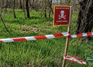 На Херсонщині для ведення лісового господарства доступні лише 2000 га масивів