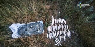 На Херсонщині браконьєри наловили риби на чверть мільйона
